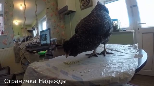 Араукана на столе // Обзор моей курочки