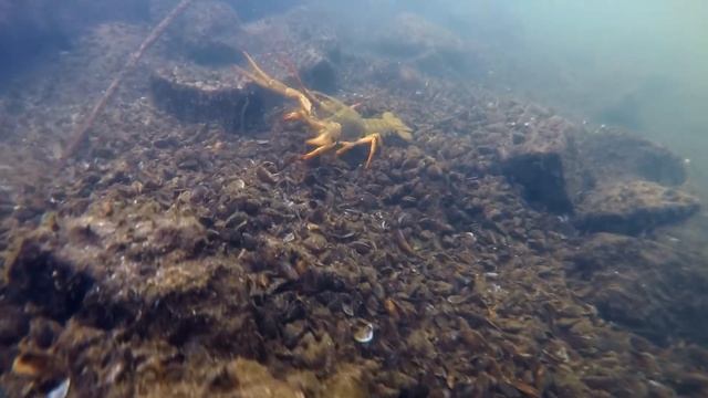 Я знаю где раки зимуют смотреть онлайн