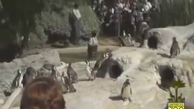 March of the Penguin Chicks смотреть онлайн