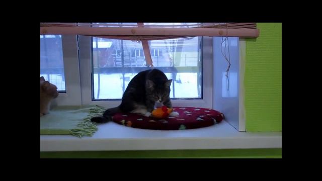 Игрушки для бездомных кошек Перми
