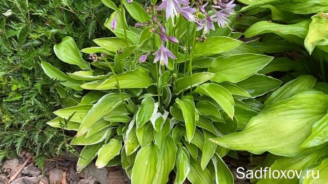 Хоста Iced Lemon (Айсед Лемон), отличная хоста для бордюра смотреть онлайн