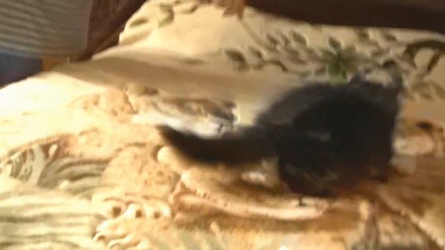 Xariton Oka Coon.1.5 месяца смотреть онлайн