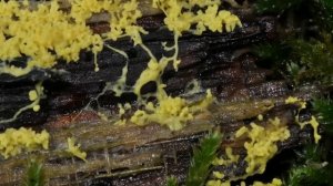 Sporangium development of Fuligo septica