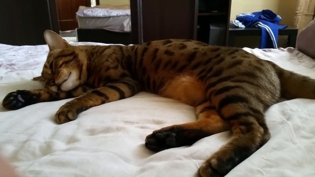 Кот дергается, когда засыпает смотреть онлайн