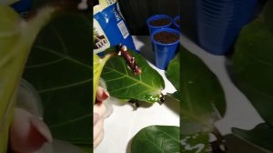 Лировидный фикус размножение