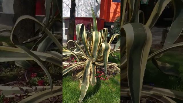 Агава американская AGAVE AMERICANA