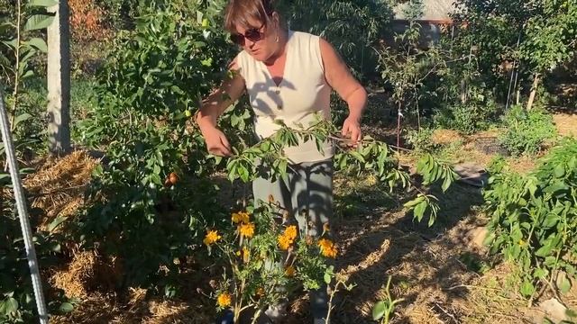 Пермакультура в Крыму осенью Часть 1