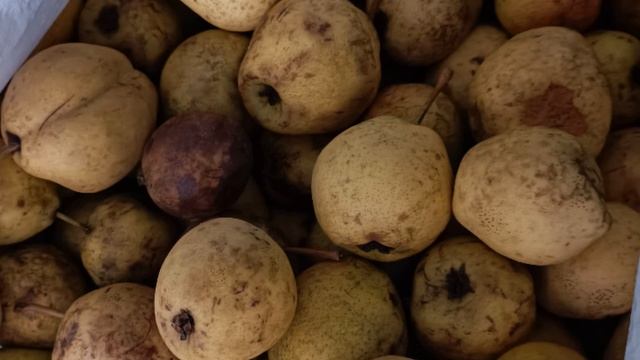 Можно ли грушу вырастить из семечки? Садовый эксперимент в Амурской области