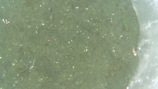 Владивосток(Зеленка). Ловля на самодуры!Корюшка! Много рыбы! Очень красиво! смотреть онлайн