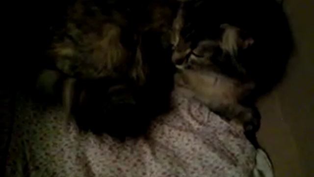 Новорожденный котенок смотреть онлайн