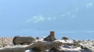 А Зори здесь тихие