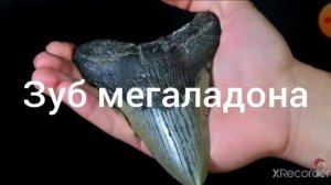 Инфа про легендарного Мегалодона