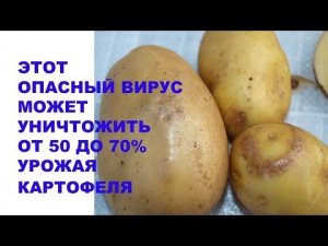 Вот это опасное вирусное заболевание может уничтожить от 50 до 70% урожая картофеля. Что делать?
