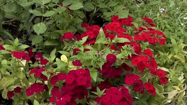 №433-Отаптывание снега вокруг деревьев. Розы и многолетники смотреть онлайн