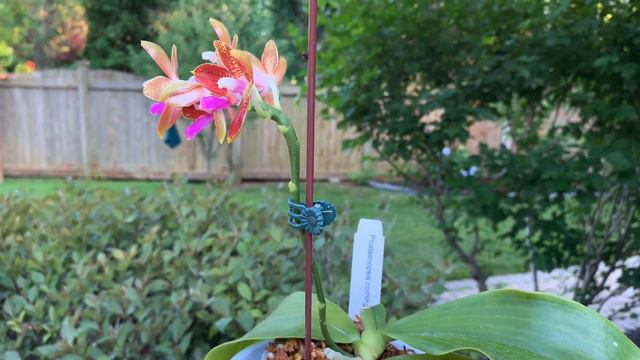 【养兰记】柯宁蝴蝶兰也开花了！Phal. corningiana|原生种蝴蝶兰 | 最近开花的兰花真多！|兰花欣赏与养护|坐标多伦多2020-07-08 смотреть онлайн