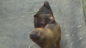 собаки дерутся
