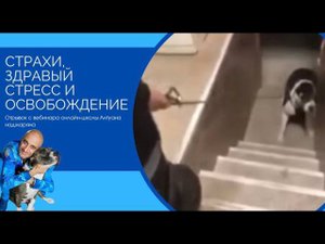 Страхи, здравый стресс и освобождение (алабай)