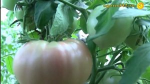 Не пасынкуются томаты Михаила Охина. Вот так Катя!