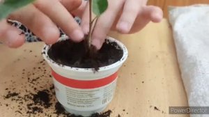 Фикус Бенджамина. Часть 2 - посадка черенков и пересадка