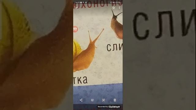 УЛИТКА ? и интересные ФАКТЫ о ней. Берегись улитки ,,Конус” смотреть онлайн