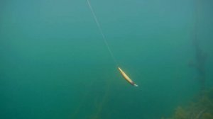 Strike Pro Inquisitor 130SP - Underwater (Lure Action)