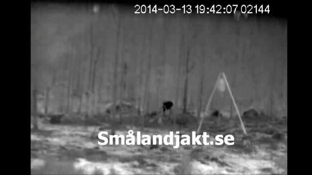 Pulsar Quantum värmekikare/värmekamera HD19S смотреть онлайн