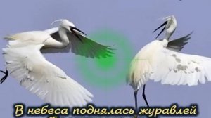 Ах Журавли Журавли, возьмите меня с собой. Das Lied über Kraniche!