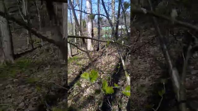 Как зарядиться энергией от Рябины