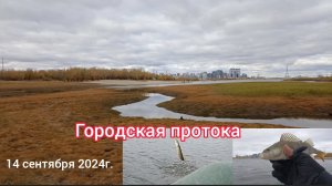 Городская протока. 14 сентября 2024г.