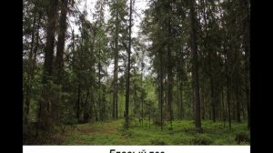 Керженский заповедник