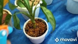 Мошки в комнатных цветах. Как избавиться от мошек в комнатных горшках. Способы избавления .