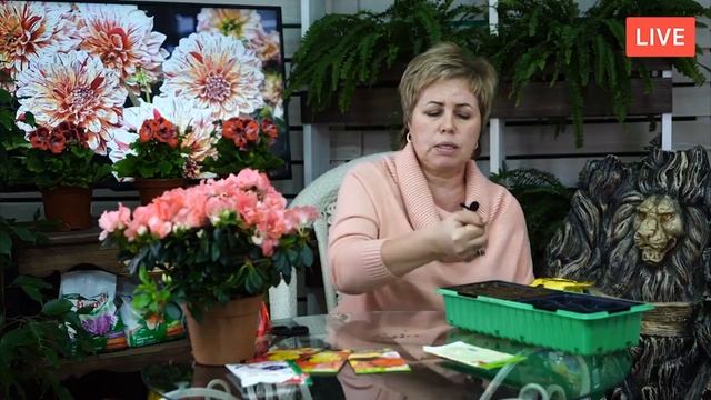 Как вырастить ГЕОРГИНЫ из семян? Красивые цветы с Хитсад ТВ смотреть онлайн