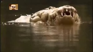 Сенсация Человек + крокодил Дружба рыбака Чито и крокодила Почо