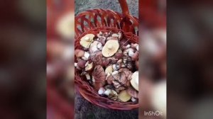 Влог/Едим на природу собрать грибы ?/ Му заблудились ???/