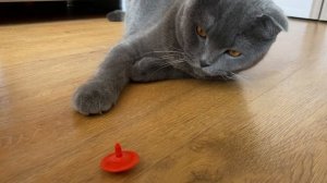 Кот играет в Юлу