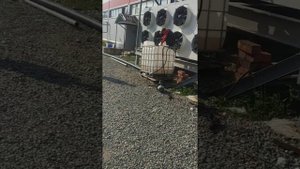 Обвязка драйкулера и чиллера.