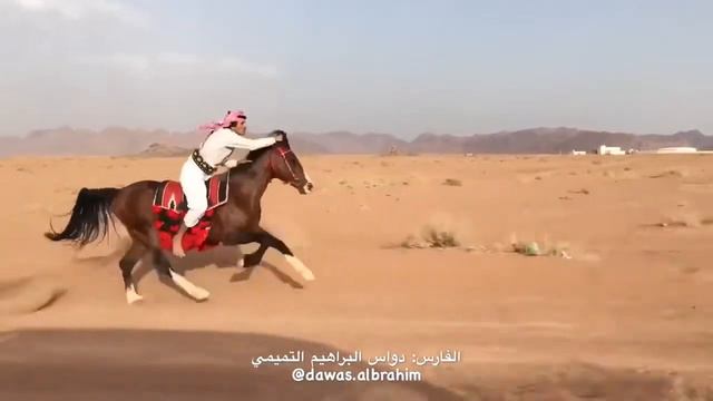 Самый быстрый арабский лошадь