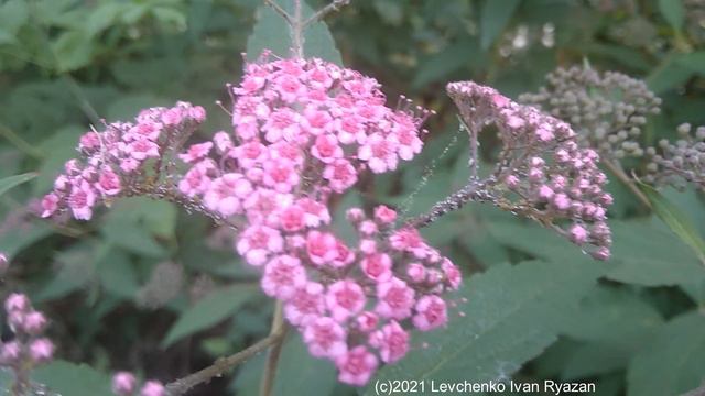 Спирея японская (видео Levuarden) смотреть онлайн