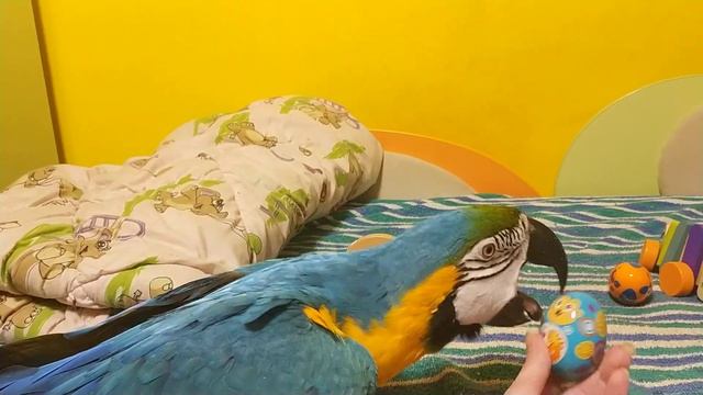 Попугай ара и новые детские игрушки для него смотреть онлайн