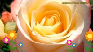 Роза чайно-гибридная Белла Перл. Краткий обзор, описание характеристик Bella Perl