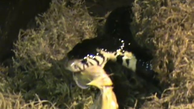 Naja melanoleuca смотреть онлайн