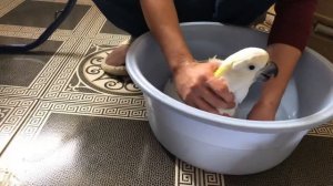 У попугая Какаду Кирюни сегодня банный день
