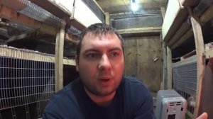 Почему не растут цыплята