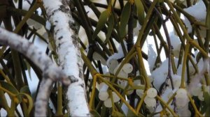 Омела белая. Лекарственные свойства и рецепт для похудения.