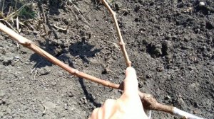 ПРИВИВКА ВИНОГРАДА В АВГУСТЕ