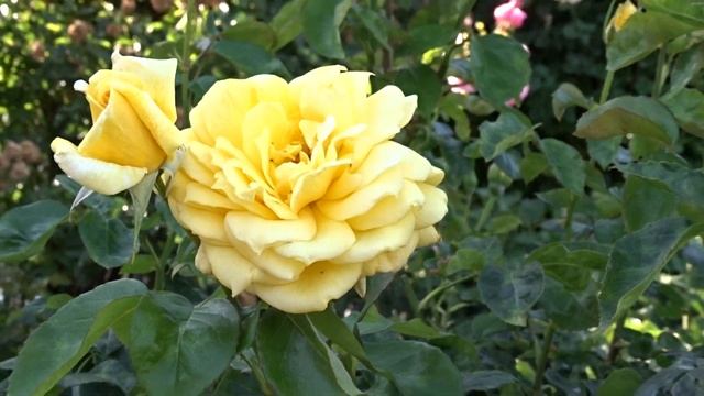 Rosa ´Landora´ смотреть онлайн