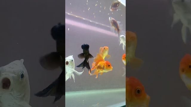 Beautiful Milky Koi Carp, Gold, Oranda Goldfish, Black Moor Goldfish, Tetra, Sharks