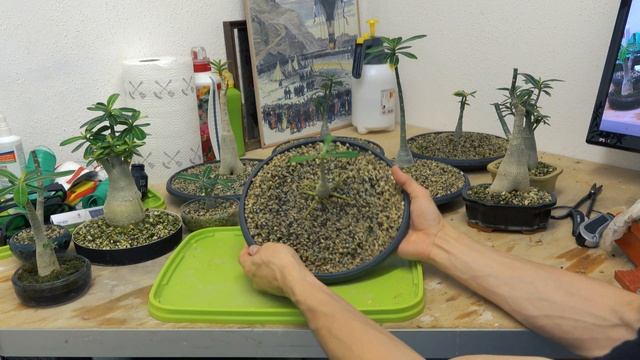 Wüstenrose Adenium Obesum Bonsai + Updates смотреть онлайн