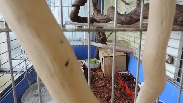 птицы Симуткина Виталия смотреть онлайн