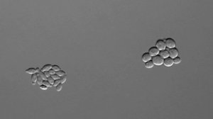 Hanseniaspora uvarum vs Saccharomyces cerevisiae